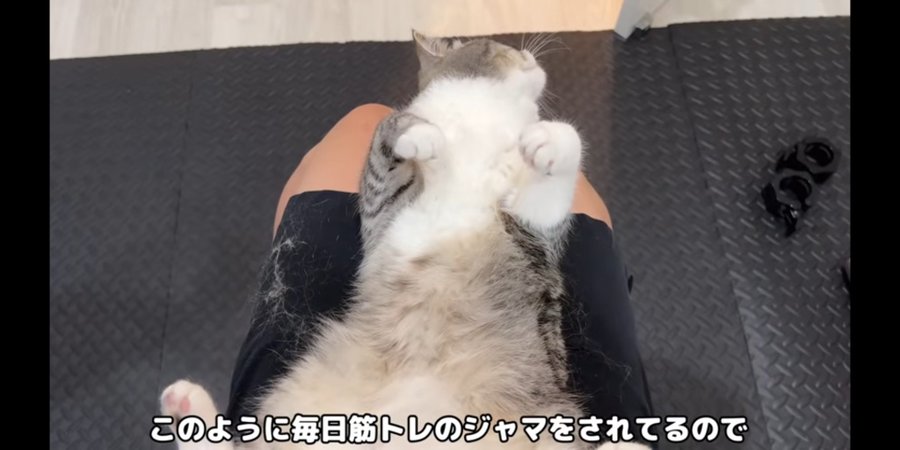 もちまる日記はやらせでかわいそう 炎上やアンチが多い理由なぜかも詳しくご紹介 Catハウス