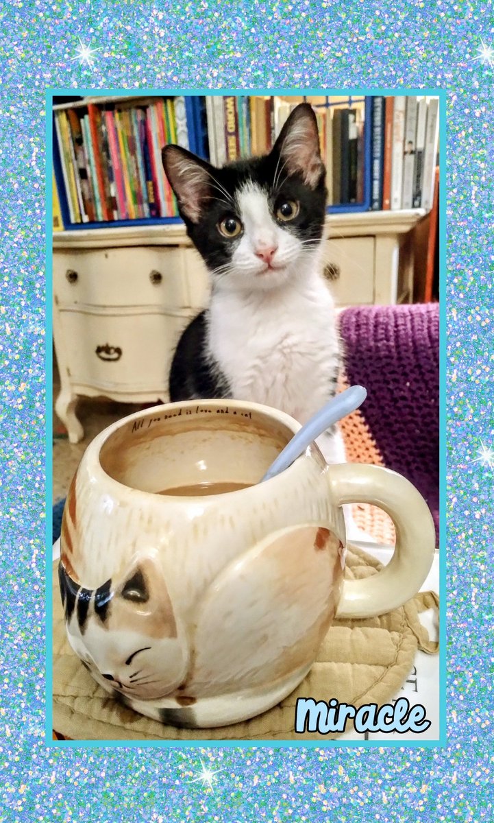 tigerlillyloki's tweet photo. Happy Sunday! #SundayCoffee #tuxiesrule #tuxedokitten #ilovemykitten #kittensoftwitter #kittens #bottlebaby #tinyyetfierce #Miracle #littleprince #raisingkittens #catsoftwitter #SundayMorning #thankfulgratefulblessed #purrfect #homeiswheremycatis #truelovehasfourpaws https://t.co/nYv0MxHd5Q