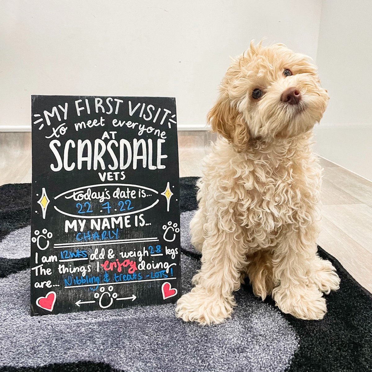 Scarsdale Vets tweet media