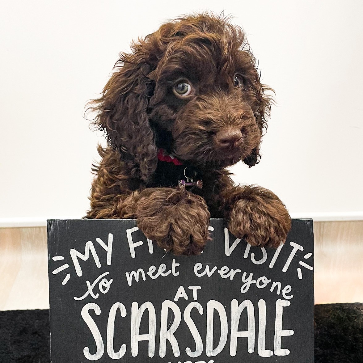 🐶  DOUBLE PUPPY DAY! 🐶

These two were so cute we had to put them side by side! Ralph and Charly came into our Alfreton practice for their first ever time at Scarsdale Vets and it's safe to say we think they're a very photogenic couple! 😍

#ScarsdaleVets #puppy #dogs
