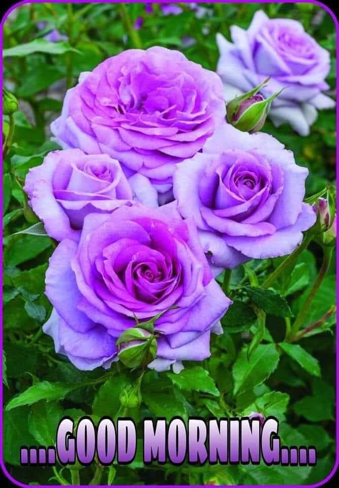 alaa amy tweet media