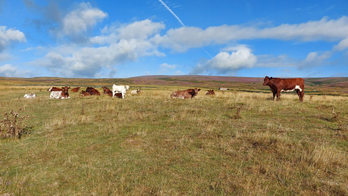 Shorthorns and sunshine. 
Teensy bit of rain overnight, still dry enough under foot to walk the shepherding route in holey trainers.