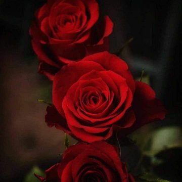 𒁂ረሁረል𒁂🕊🕊 tweet media