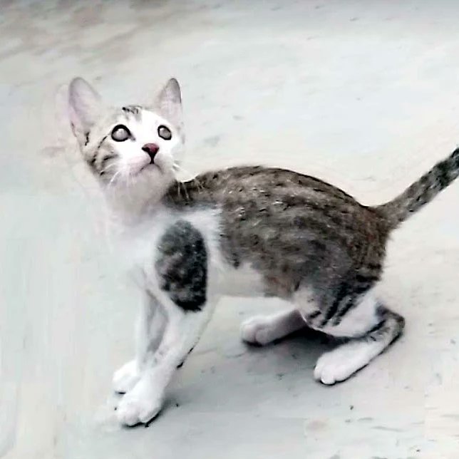 KirnSumera's tweet photo. #Shadow #kitten #CuteKittens https://t.co/vKkjYL0lSi