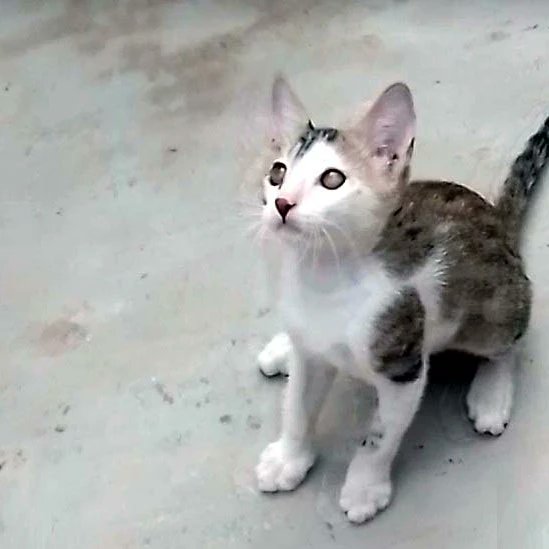 KirnSumera's tweet photo. #Shadow #kitten #CuteKittens https://t.co/vKkjYL0lSi