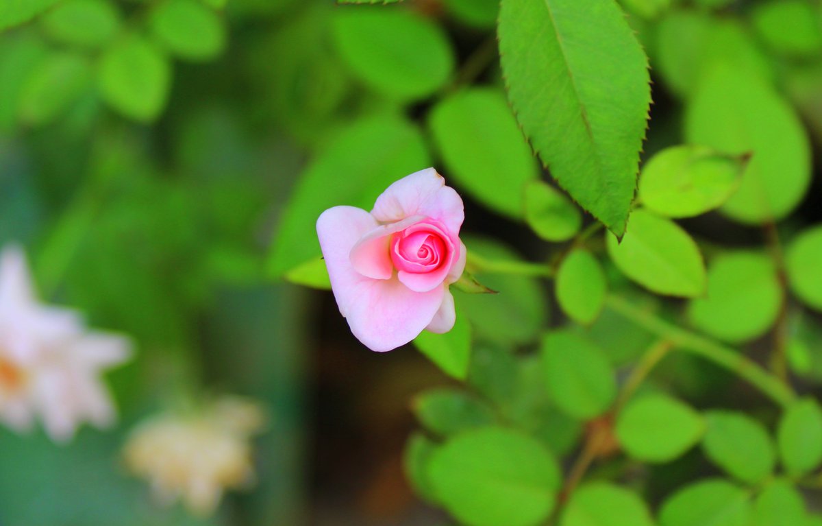 ArjitCa's tweet photo. Today photography of multi-color rose in my office garden 🙂
#Rose #flower #photography #garden #nature #naturephotography📷 #amateurphotography #designing #gardening #plantation #photooftheday #video #naturelover #multicolorrose #motivation #office #sunday #officegarden #plants https://t.co/G2pHVPkjlS
