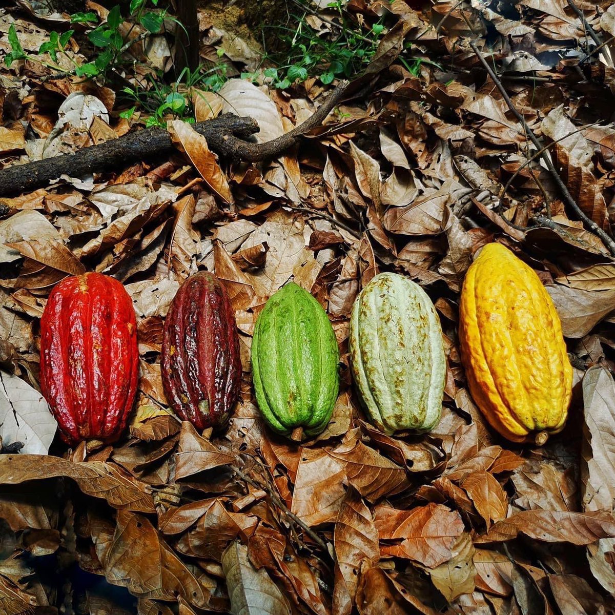 agroferias's tweet photo. No todos los chocolates son iguales, depende mucho del cacao que se usa. Son muy poquitos los que usan cacaos nativos para el mercado local. Aquí uno de ellos Amazona Chocolate. Consume #chocolateperuano https://t.co/uaNUoMpJoJ
