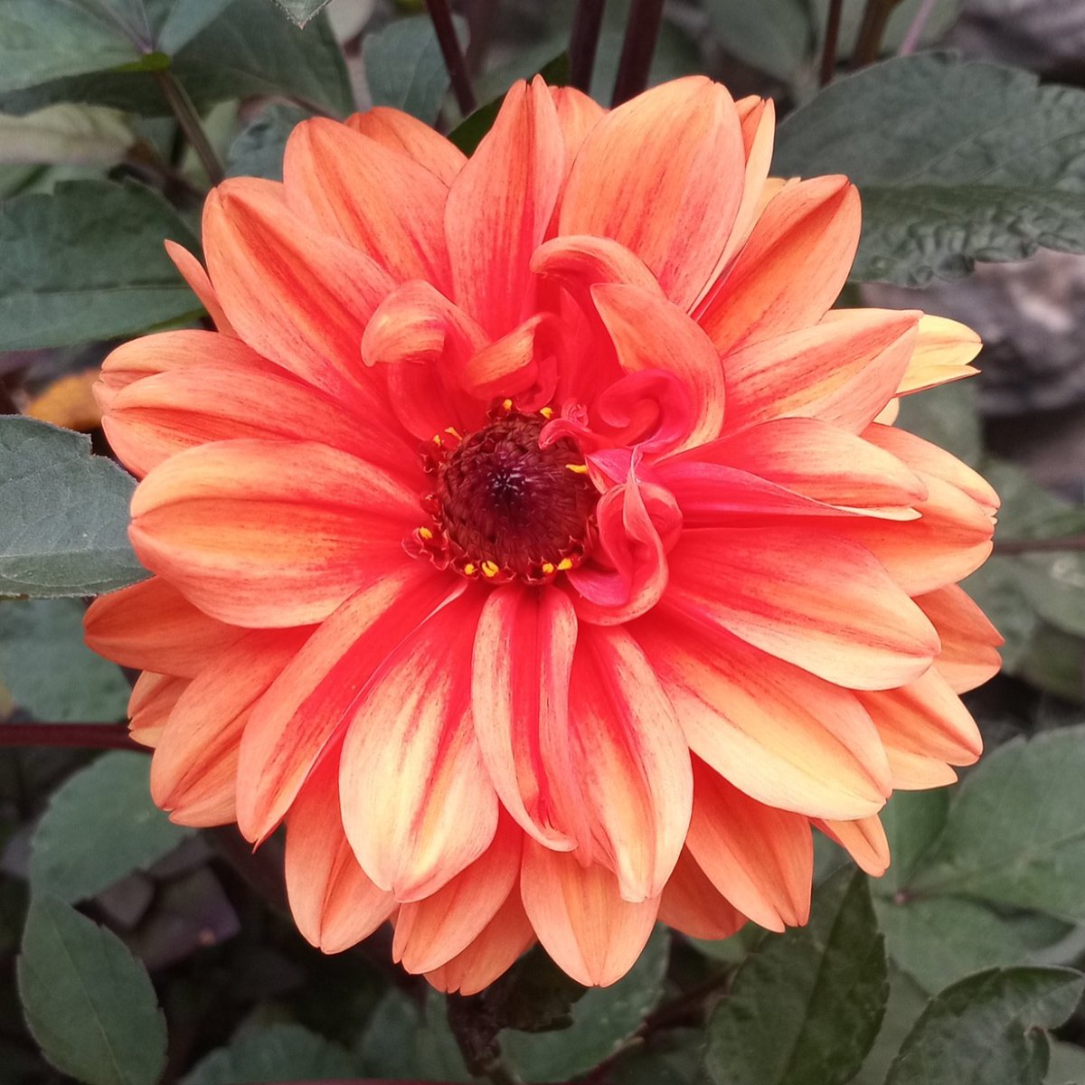 Aurora1177's tweet photo. #NewProfilePic https://t.co/6tdbbRmksK