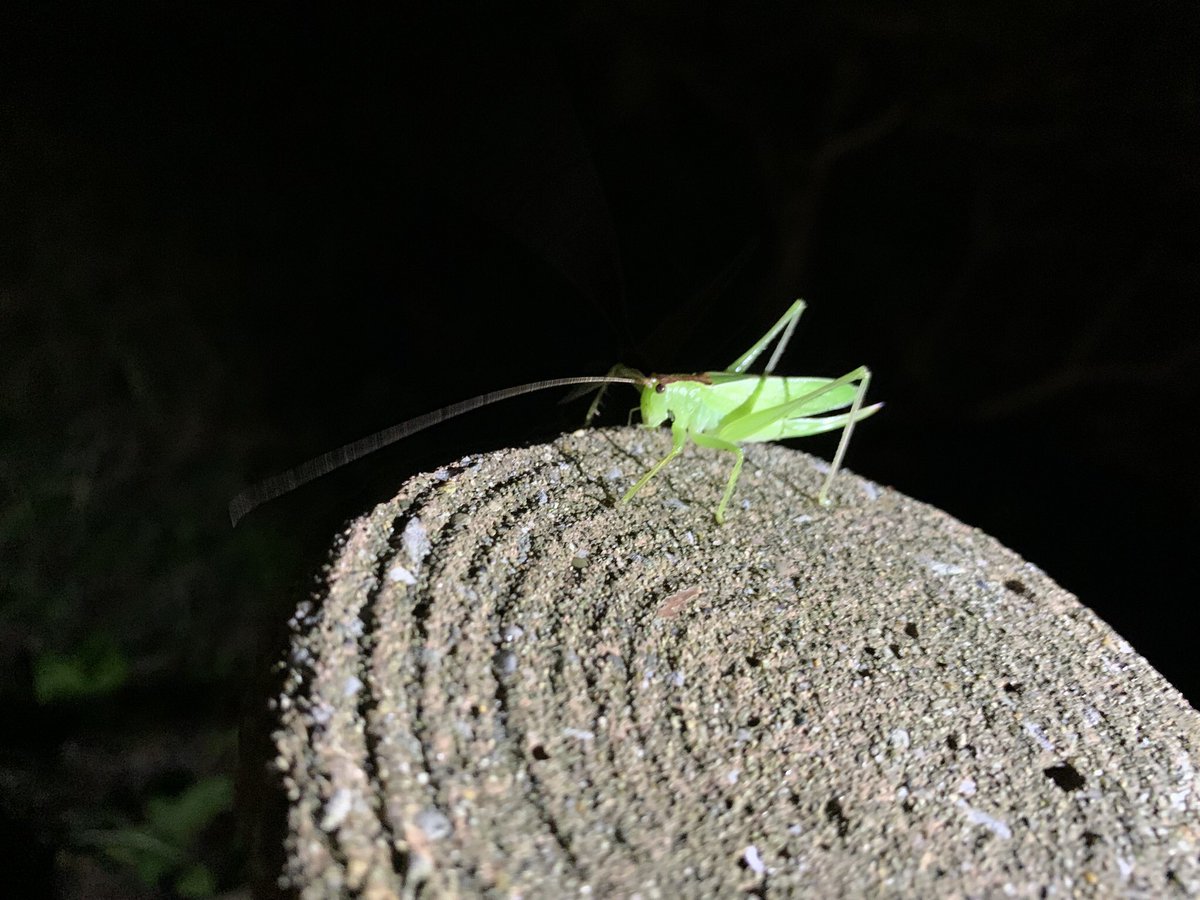 Neopi_Scott64's tweet photo. ハヤシノウマオイ(Hexacentrus hareyamai)
撮影 : 2022年8月19日
場所 : 東京都
#東京都 #ウマオイ #ハヤシノウマオイ #ムシ #Katydids #incects https://t.co/rksnRTSL4b