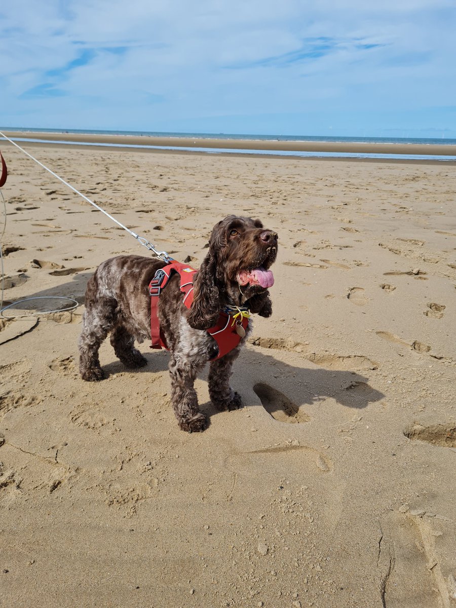 raymond_smith11's tweet photo. Really great day out today. Weather was fabulous.

Had good sunday carvery lunch @stonehousepizza
#bellsofstmary #Prestatyn 
 then walk along the beach at #Talacre. 

Introduced Hugo to beaches in #NorthWales 🏴󠁧󠁢󠁷󠁬󠁳󠁿 😀

#northwalessocial
#welovenorthwales 
#discovercymru https://t.co/re949tIyhp