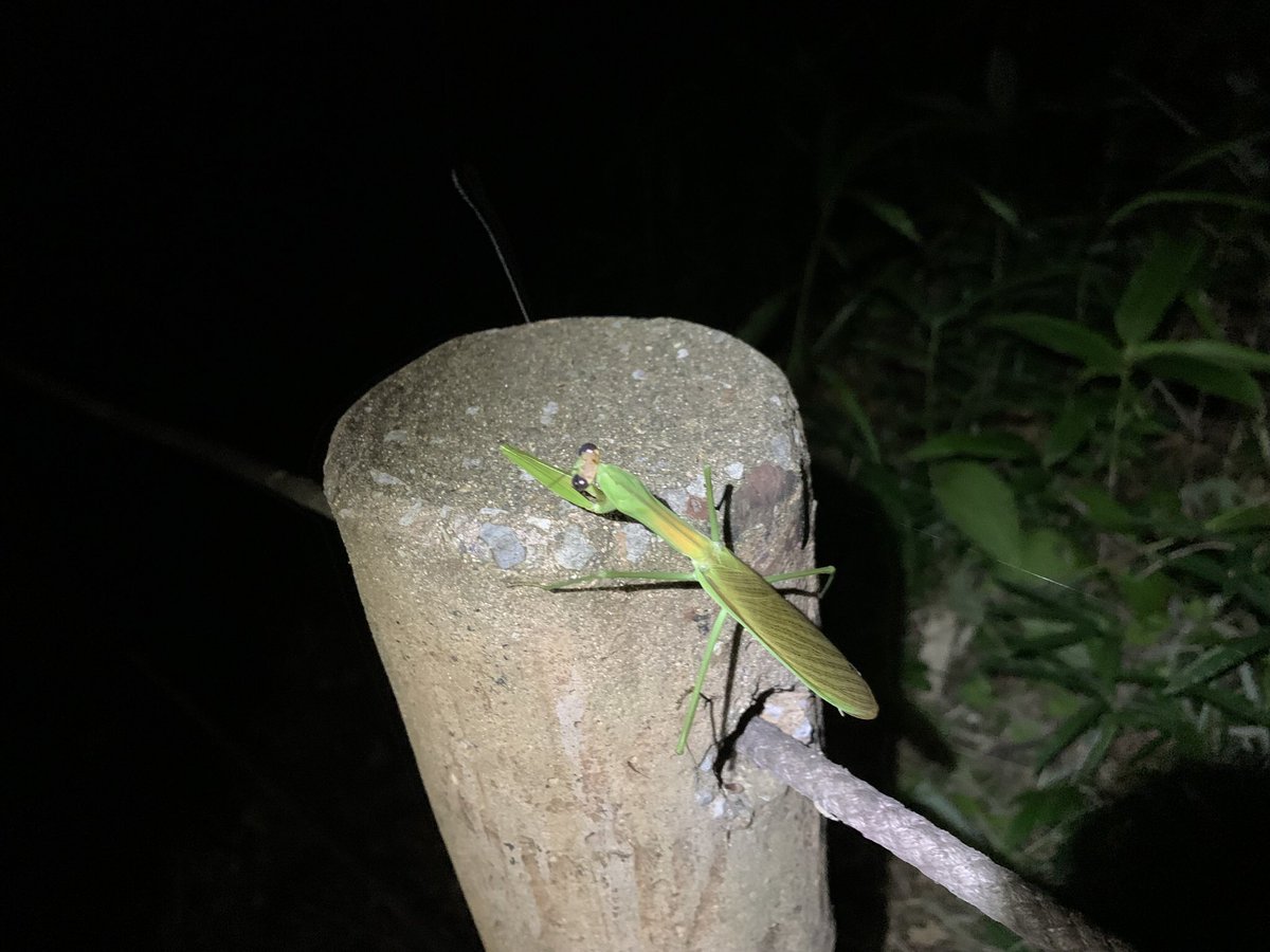 Neopi_Scott64's tweet photo. オオカマキリ(Tenodera sinensis)
撮影 : 2022年8月19日
場所 : 東京都
#東京都 #カマキリ #オオカマキリ #ムシ #PrayingMantis #incects https://t.co/aB3M7emN69