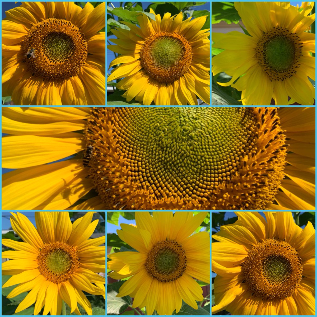 Sunflowers 🥹

#SevenOnSunday #SunflowerChallenge2022 #SunflowersforUkraine #FlowerReport #Flowerhunting #gardening