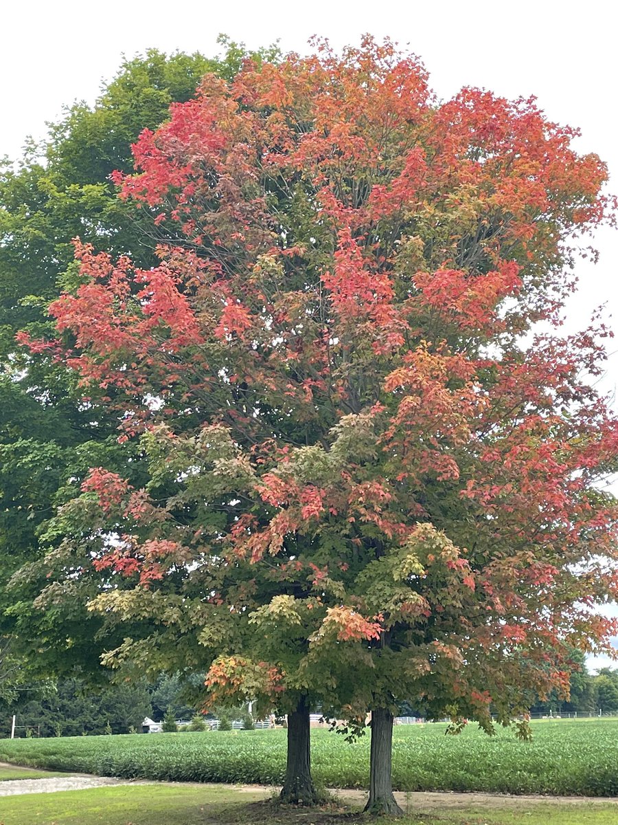 Errrrr. Already!!?? Seen near #portburwell Had to pull over and get a pic of this tree. #tooearlyforfall @Explorationproj #shareyourweather @weathernetwork @StormhunterTWN #falliscoming #fallinaugust #fall2022