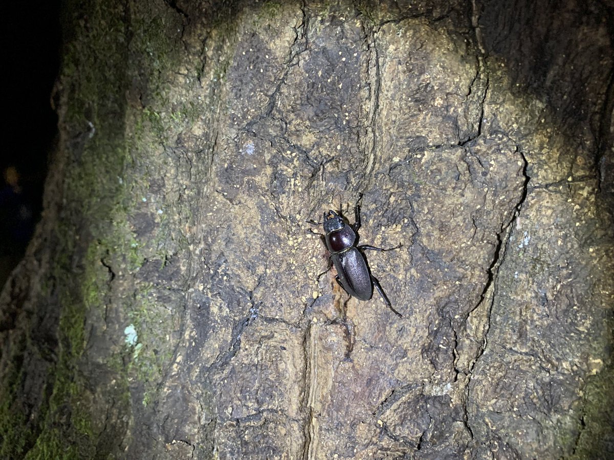Neopi_Scott64's tweet photo. コクワガタ(Dorcus rectus rectus)
撮影 : 2022年8月19日
場所 : 東京都
#東京都 #クワガタ #コクワガタ #ムシ #Beetles #incects https://t.co/leAL0azhJA