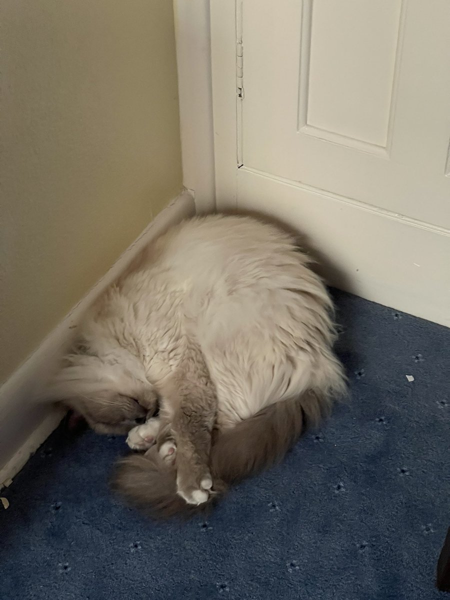 Wibbl3's tweet photo. @CharOnTwitch Know that feeling Kimba has many bed options but chooses to sleep@on the floor https://t.co/lQ4UaV8DpH
