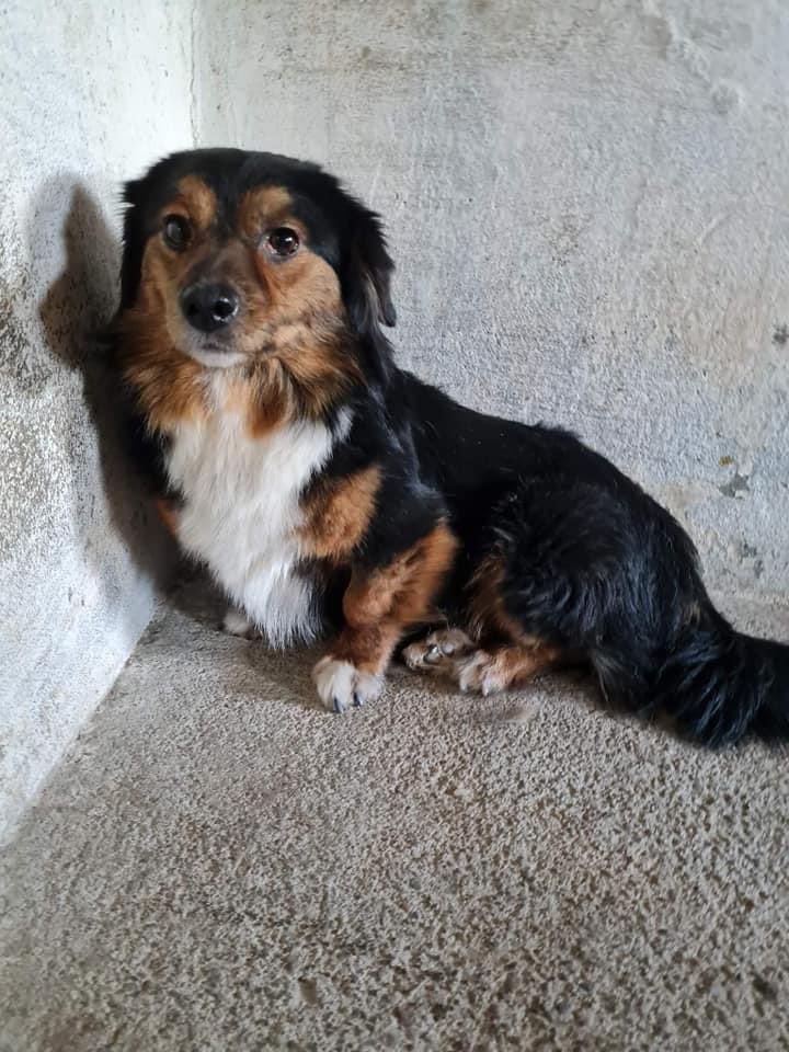 ‼️Notfall‼️ suchen dringend End-oder Pflegestelle⚠️⚠️ für unseren kleinen ❤️JACK❤️
➖➖➖➖➖➖➖➖➖➖➖➖
Jack gibt sich im Shelter auf, er sitzt nur noch verängstigt in der Ecke, zur Salzsäure erstarrt, z.T. frisst er nicht Mal mehr😔