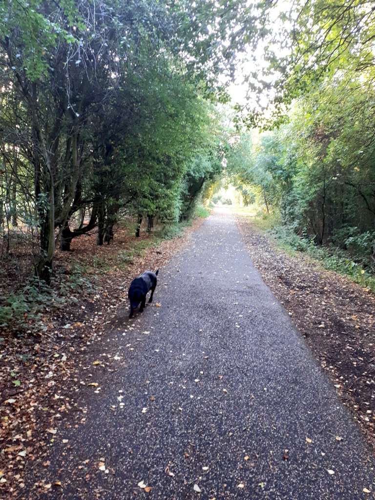 bobsenior8's tweet photo. Been beautiful day for our walk today. #AHPsActive 
Inspirational in many ways, but mainly the fact that I am taking the picture of Molly dogs new friend to the hairdressers first thing tomorrow and asking if they can give me a fringe like that. #lookingdapper https://t.co/073104uzEi