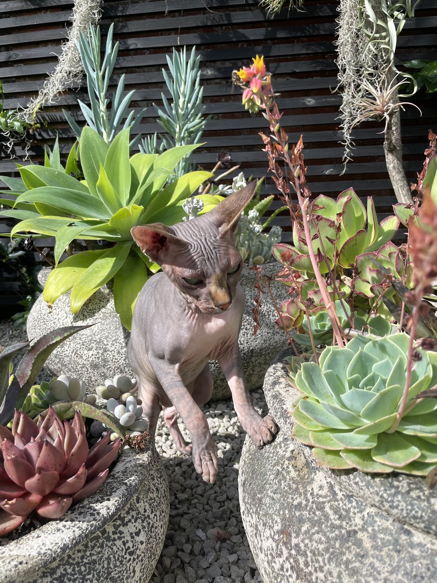 Kylo inspecting the succulent pots. 😻