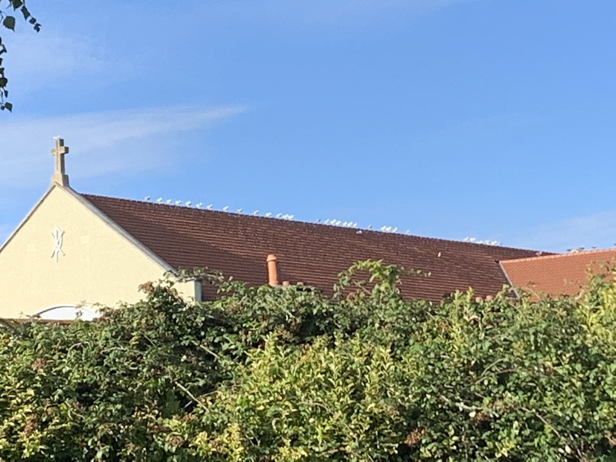 ChurchtownPics's tweet image. 🐦🐦🐦🐦🐦🐦🐦 #dublin14 #churchtown