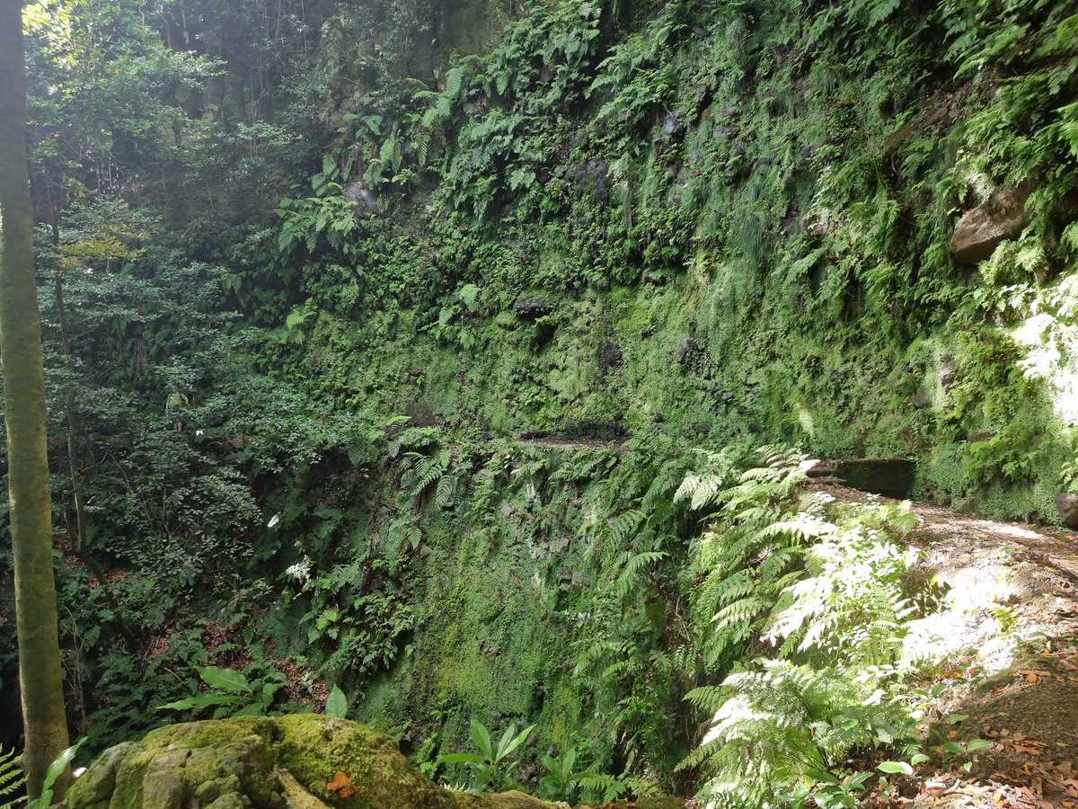 Verrückt viel grün hier! #madeira #levadas