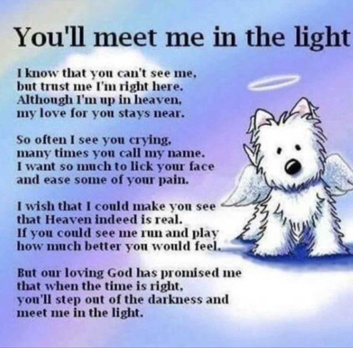 Neil_McIntosh's tweet photo. @Maggarooo Oh no….. 😢😢😢 sorry that you have had to leave us Maggie. Condolences to your family. We look forward to your floof hunting from the Rainbow Bridge. 🥰🥰🥰 https://t.co/4MxQrLNzXU