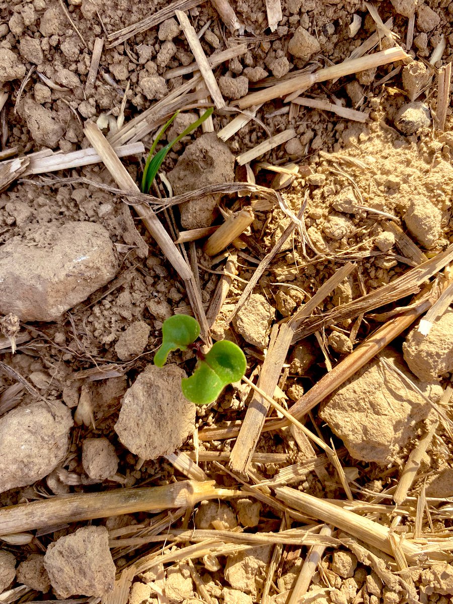Ça pointe le bout de son nez malgré les 7 petits mm depuis le début du mois 🌱 Et certaines ont déjà trouvées de quoi en grignoter un peu 🐌 #colza #acropole #yonne #jeuneagriculteur #agriculture