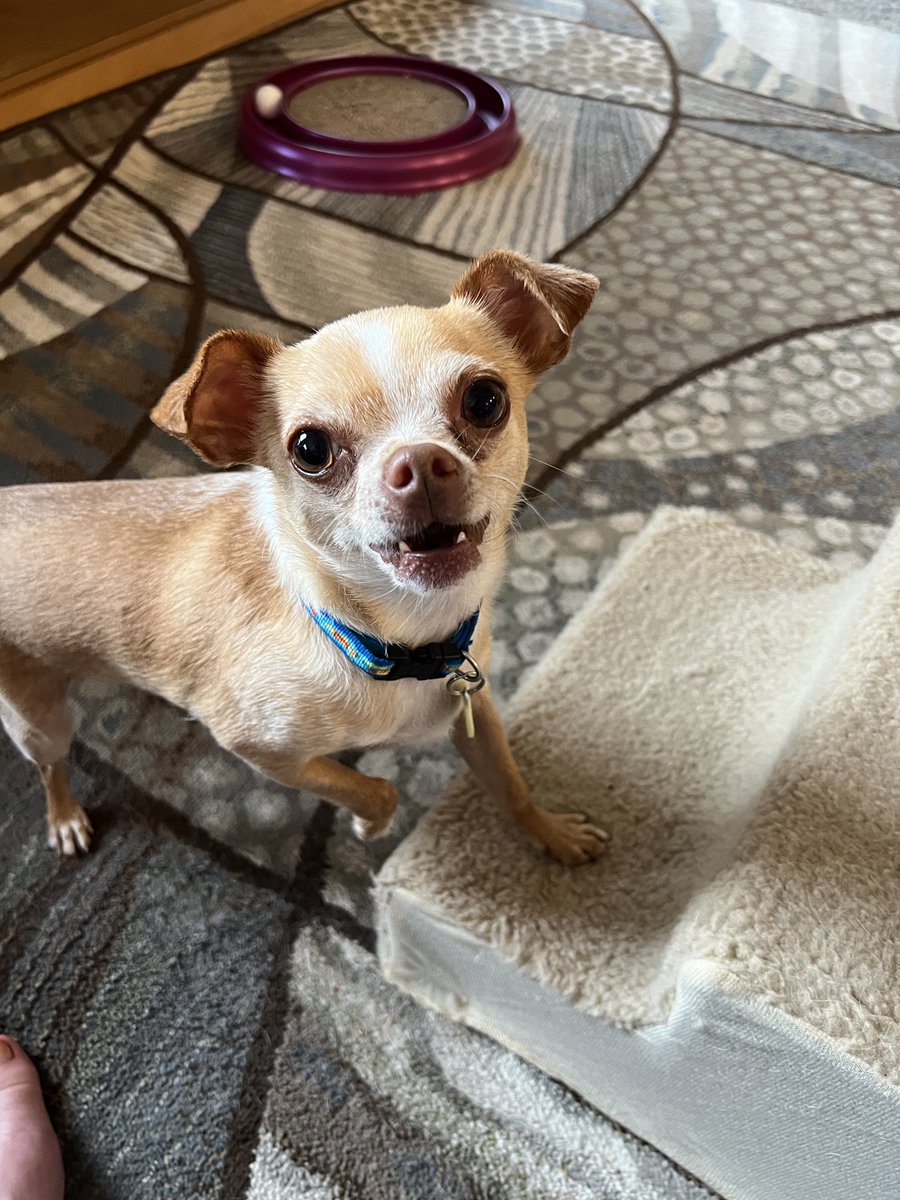 Carlos_Barks's tweet photo. Hi pals. I’m having issues with my Twitter. It keeps saying all my pals are gone 🥺. Just wondering if anyone else having issues? If you can see this that is. We reached out to support and they fixed but then it changed back. Not sure what’s going on. Thanks! https://t.co/uX4ebVi2LN