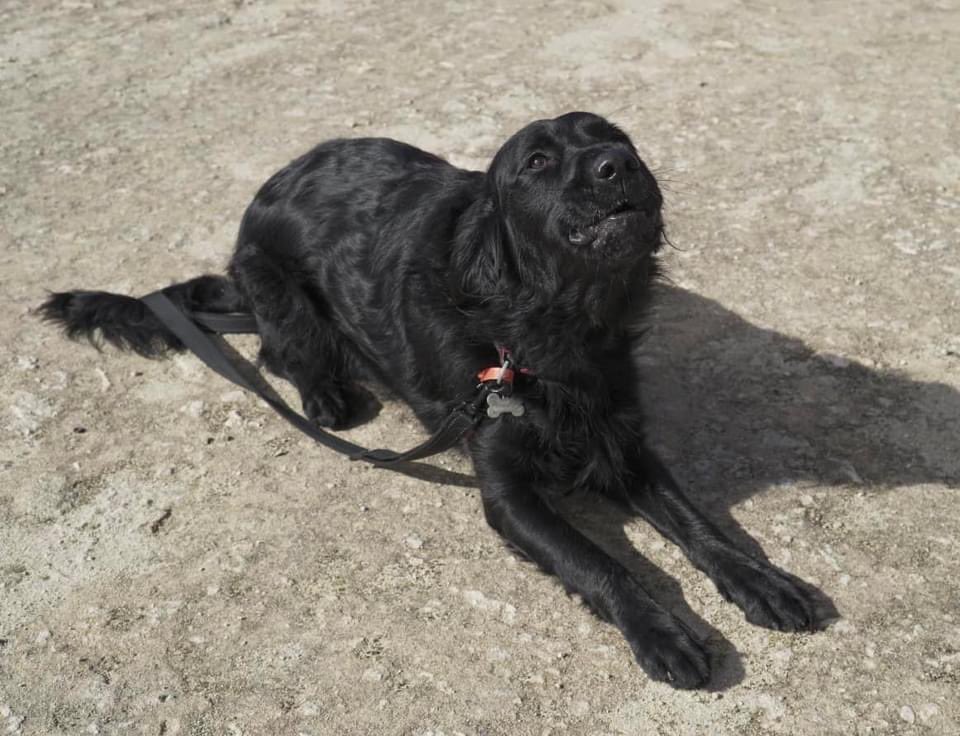 K9 Penny and her handler passed their scent-specific tracking assessment on Saturday.