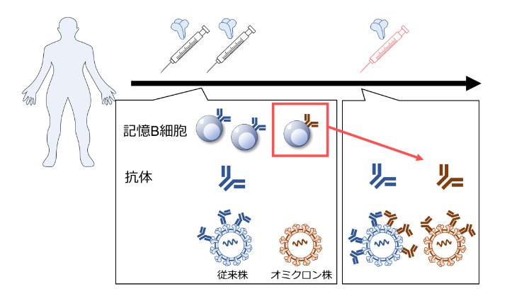 6yZVjuxQn7n2tWL's tweet photo. @genki_sudo #somatichypermutation をご存じですか?
従来型対応のワクチンでも3回目の摂取で免疫B細胞の対応範囲が広がり「オミクロン対応の抗体」を生み出します。
ウイルスが進化するのと同様、人間の免疫も学習し進化するのです。 https://t.co/X8InL42fMc