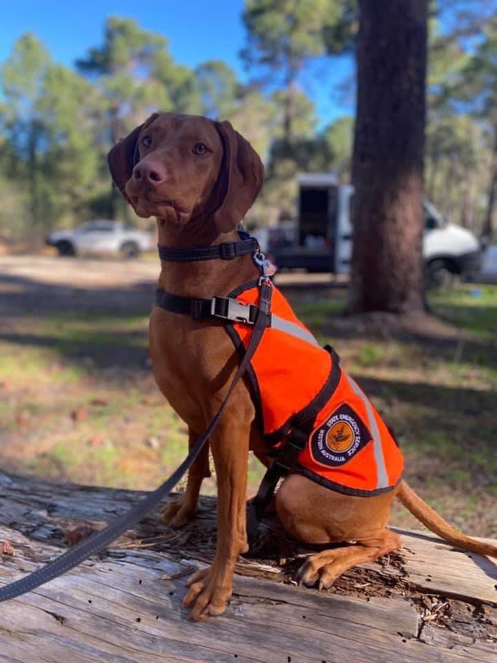 K9 Ziva and her handler passed their scent-specific tracking assessment on Sunday. Ziva is already an operational area search dog and will now be able to be deployed in either capability for searches.
