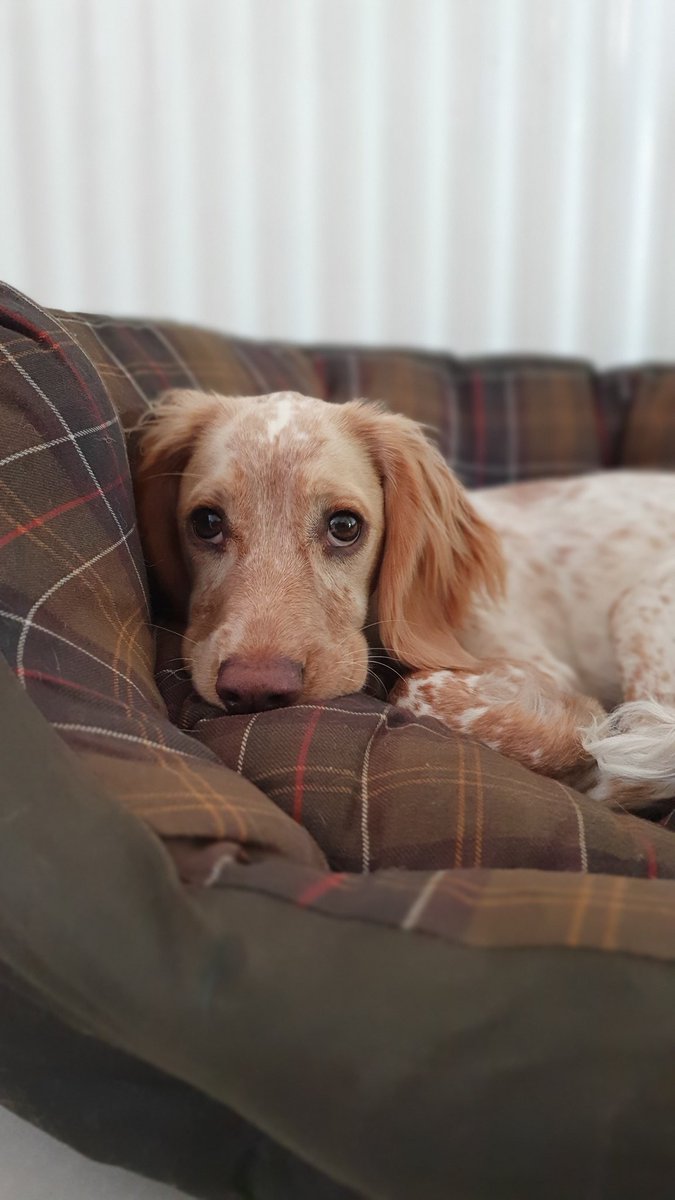 Bethyann_x's tweet photo. @Barbour Bonnie just can't get enough of her #barbourdogs bed https://t.co/yjVVam4G4n
