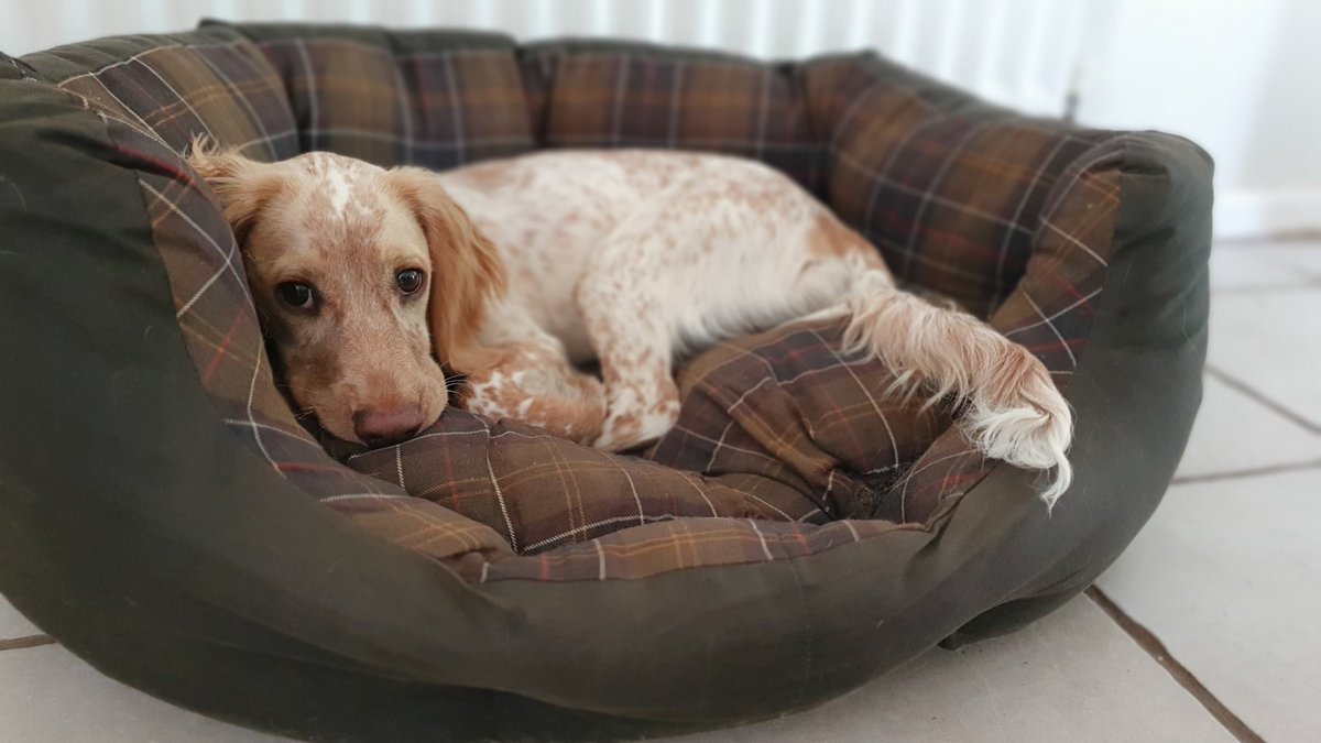 Bethyann_x's tweet photo. @Barbour Bonnie just can't get enough of her #barbourdogs bed https://t.co/yjVVam4G4n