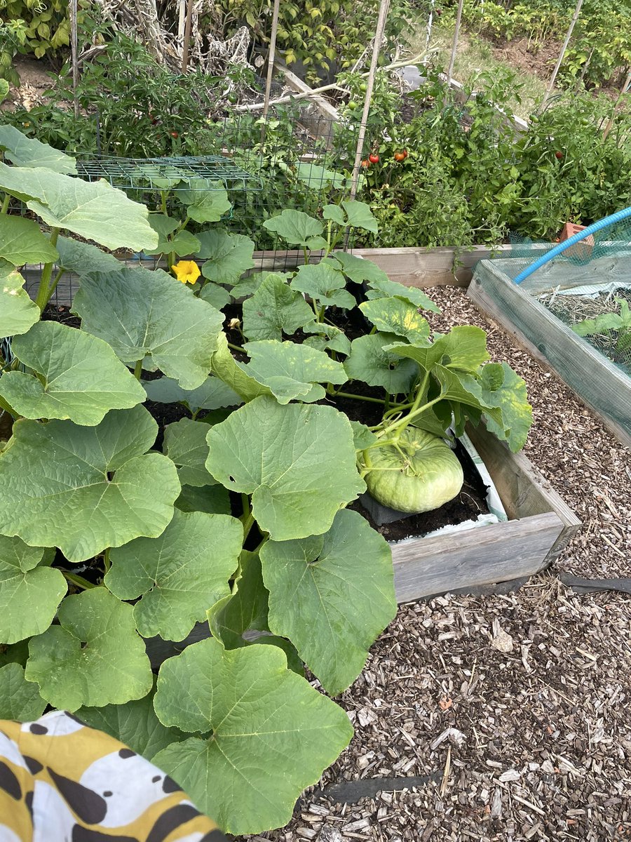 Another plant I thought was a cucumber 😁 but it’s a big pumpkin