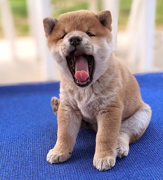 The Under Doge tweet media