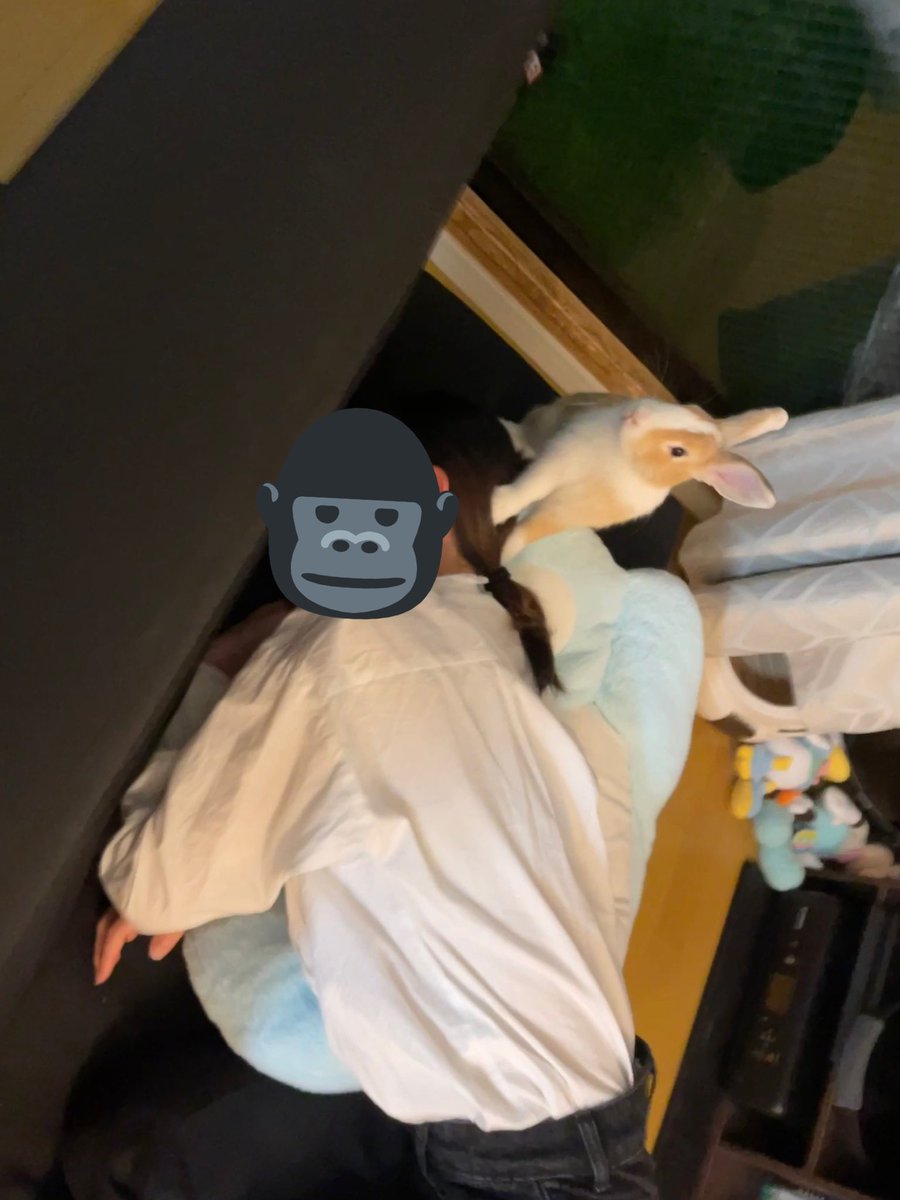 ファンファン 5/23 EXPO & acosta池 tweet media
