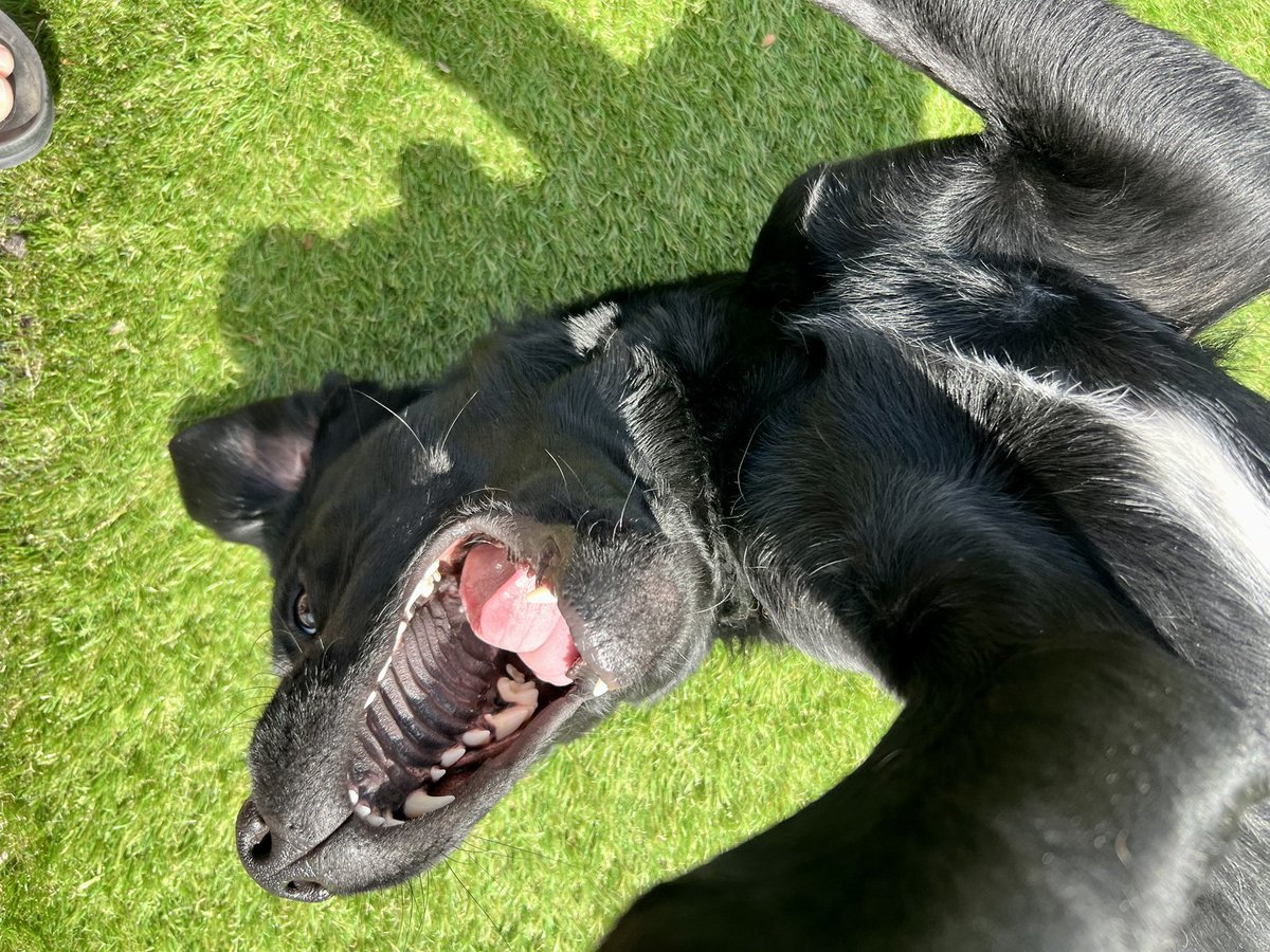 dogie_the's tweet photo. Sun-YAY! Time for a woogle ins da sunnyshine. #happylogie #woogle #happysunday https://t.co/OzXYMEnj5G