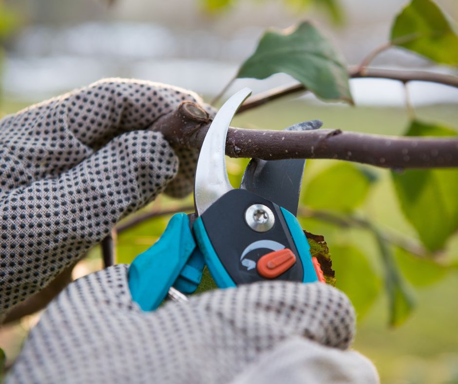 SteinTreeDe's tweet image. Every #TreeService expert should be knowledgeable about the best techniques and timing for tree trimming and #ShrubPruning. Learn the benefits of professional #treecare at bit.ly/2KNWXH0.