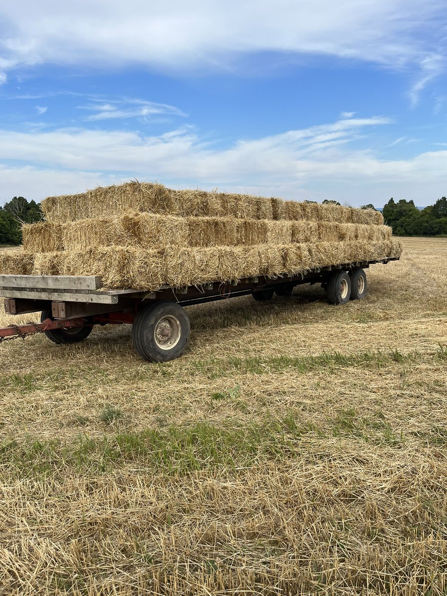 Did this late yesterday afternoon. It reminded me that:

I really hate small squares

I still have allergies to wheat straw

Even with the above factors there can be (at times) joy and therapy in manual labour