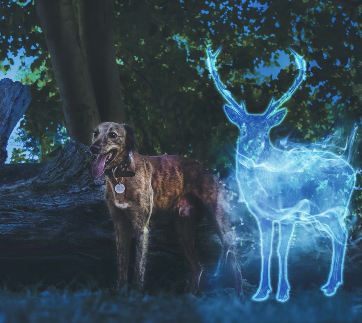 What’s your patronus?

#DogsOnTwitter #dogs #HarryPotter #magic #doge