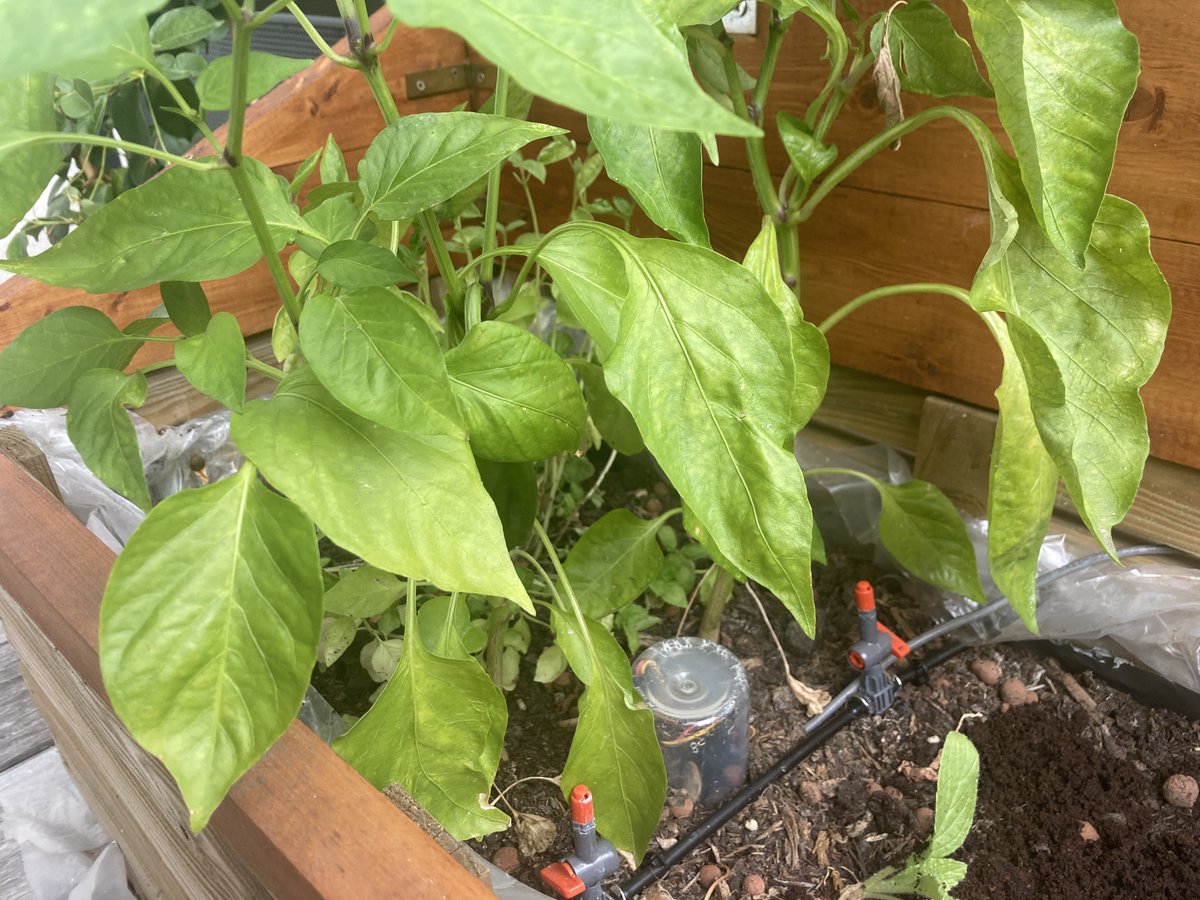 environemenz's tweet photo. Looking for an automatic garden irrigation system using soil moisture sensors to give your plants the exact amount of water they need? A short description of my DYI project using 
@MudpiApp here: https://t.co/DLsIaaQk3C https://t.co/ByADBWBeK7