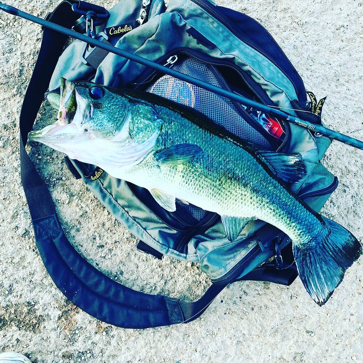 DropShotGang's tweet photo. Summer’s been pretty decent… #bassfishing #dropshotgang #findusonthewater https://t.co/DRJdcXWkju