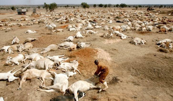 Drought in the Horn of Africa is the driest conditions &amp; hottest temperatures since satellite record-keeping began.

Impacting 13 million people currently, women &amp; children walk about 14 km looking for water &amp; animals are dying in hundreds of thousands. This is a climate crisis!