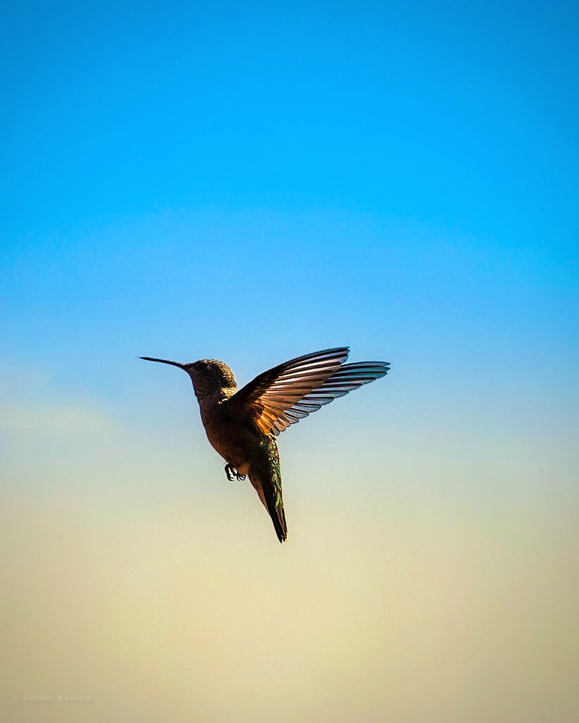 BirdWatchDaily's tweet photo. #PhotoOfTheDay: Sonal Karnik spotted this female Broad-tailed Hummingbird in flight in Conifer, Colorado.
https://t.co/nyYm7E8nSQ
#BroadtailedHummingbird #BirdOfTheDay #Hummingbirds https://t.co/YawtzhQHjn