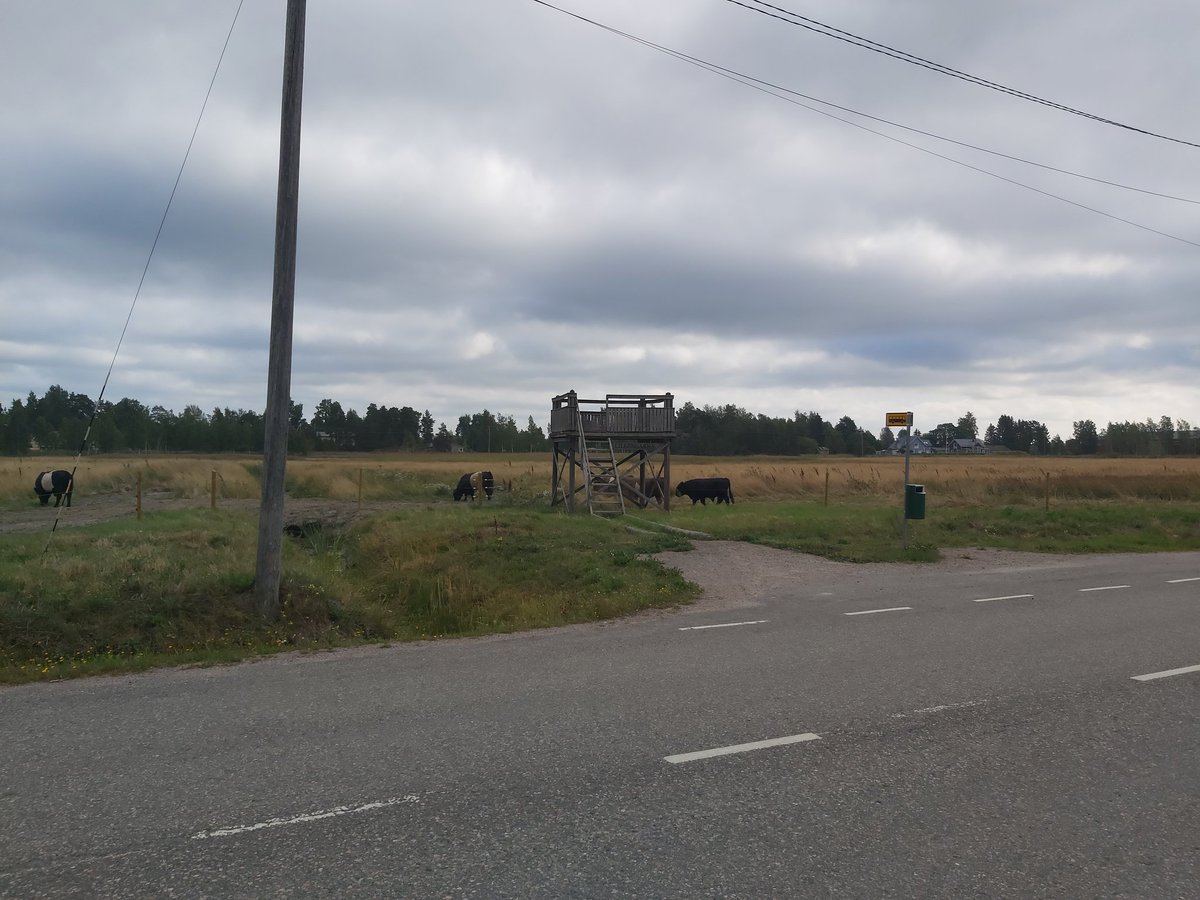 ReijoHytonen's tweet photo. August 21, 2022. #Lovisa #Loviisa #Räfsby #Rafsby #Lillängarna #lintutorni #birdtower #nobs #nobullshit #five #bulls #fivebulls #ennallistaminen
Horses used to #graze here, now five bulls. A step in getting this meadow wet and full of birds and waders again. It has been very dry. https://t.co/xUCAemLGsG