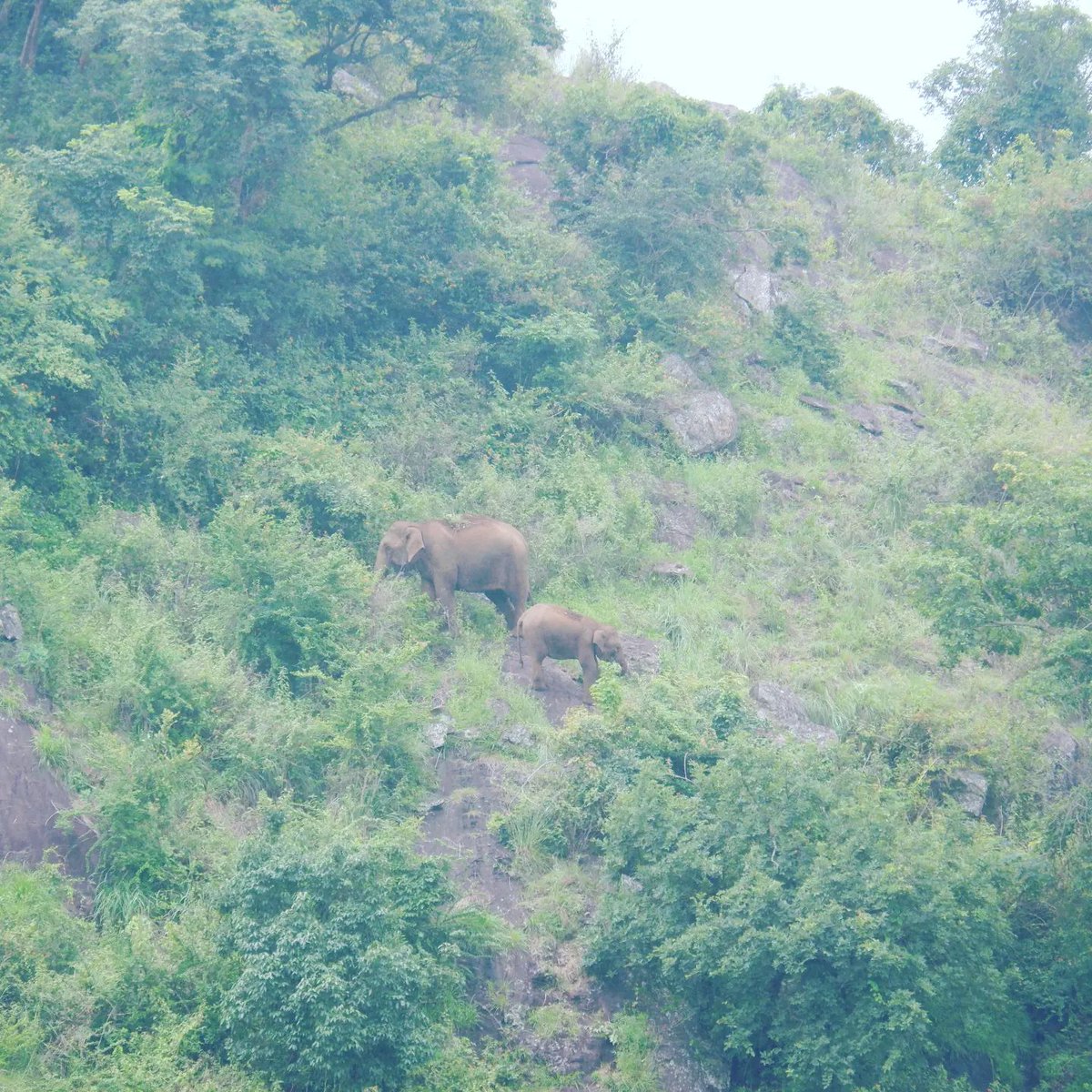 xplotrails's tweet photo. CLICK DURING TREKKING
#xplotrails #trekking #camping #birding #photography https://t.co/HoK3NdSXcJ