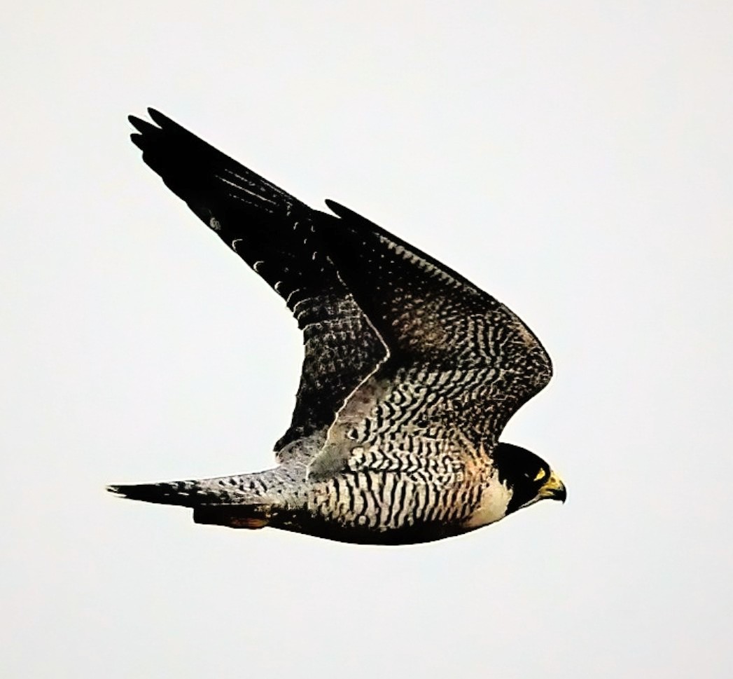 PeterMClayton's tweet photo. Perigrine Falcon on the Somerset levels https://t.co/pYtwMylpAx