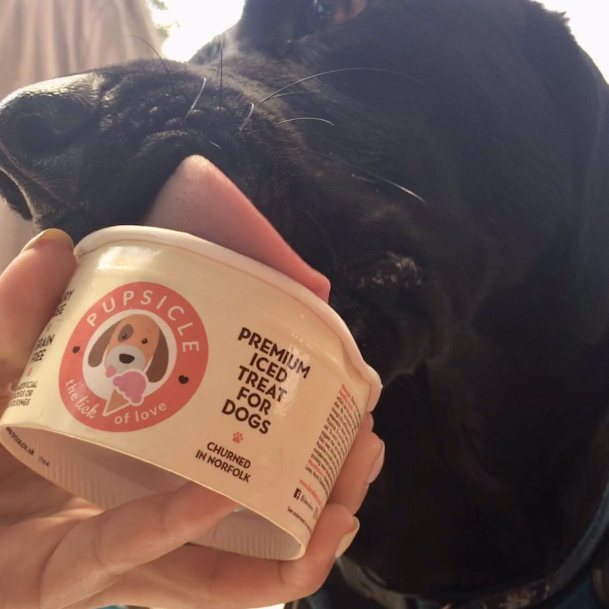 CareShareSmile's tweet photo. After a fun and energetic swim @caninedipndive #Wymondham there is no better way to chill than with an @ondannsfarm #pupsicle #DogsofTwittter 🐕‍🦺👅🍦 https://t.co/tU3f9VlyOh