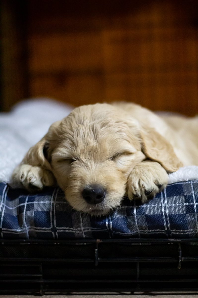 __amandq's tweet photo. I’m obsessed, Benji has been the definition of a perfect puppy so far.❤️ we’re making sure to enjoy it while it lasts 😂 https://t.co/RbOEM194CL