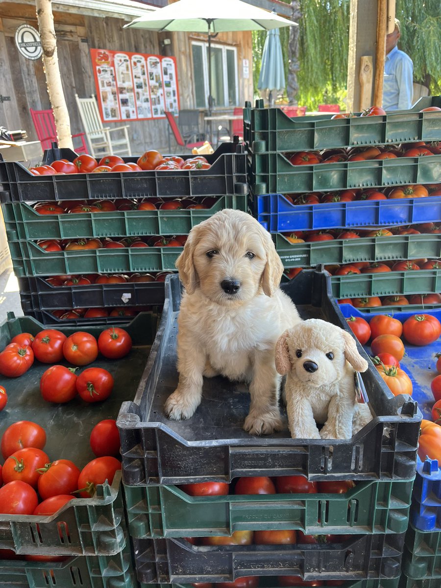 __amandq's tweet photo. I’m obsessed, Benji has been the definition of a perfect puppy so far.❤️ we’re making sure to enjoy it while it lasts 😂 https://t.co/RbOEM194CL