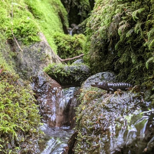 The “salamander capitol of the world” just gained a new member, the Cherokee Black-bellied! They are often seen resting on river rocks or poking their heads out of streamside holes. 

Please help us keep our salamanders slimy and avoid touching them!

Photos by Jonathan Cox